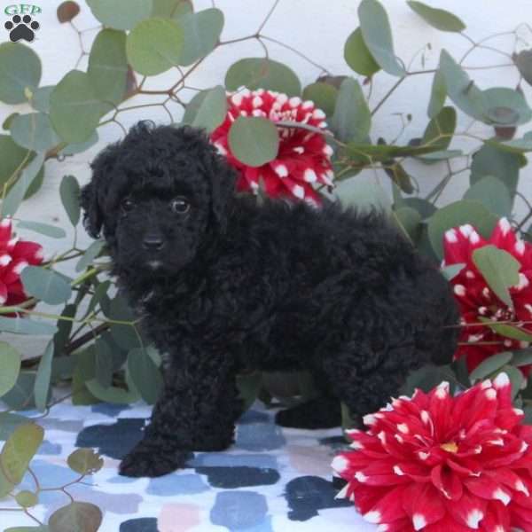 Allie, Toy Poodle Puppy