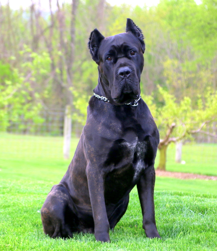 Zola Cane Corso Puppy For Sale in Pennsylvania