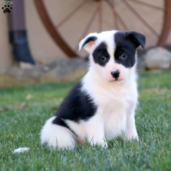 Andy, Border Collie Mix Puppy