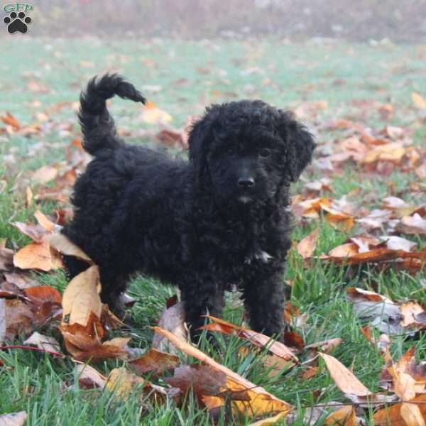 Annabell, Mini Goldendoodle Puppy