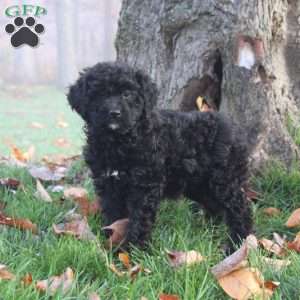 Annabell, Mini Goldendoodle Puppy