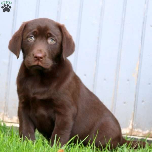 Annie, Chocolate Labrador Retriever Puppy