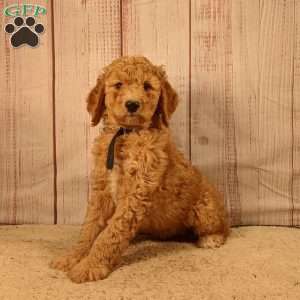 Archie, Standard Poodle Puppy