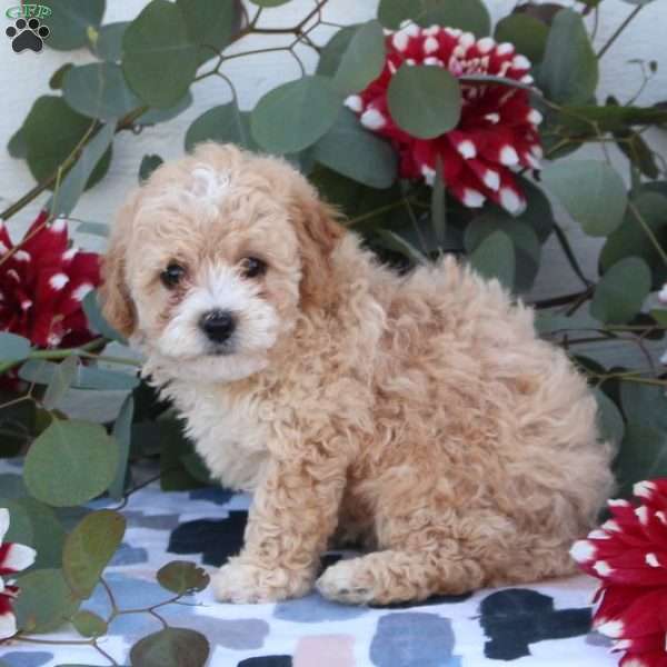 toy poodle puppies for sale sacramento