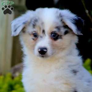 Arlin, Australian Shepherd Puppy