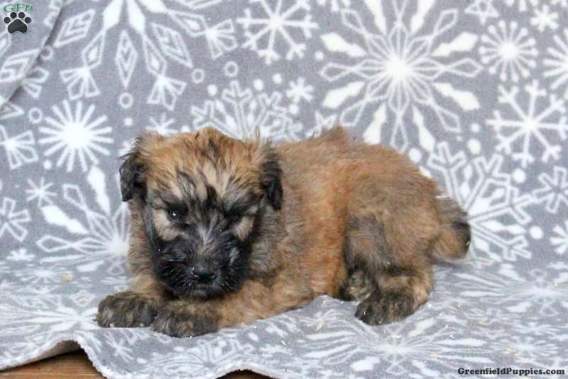Arthur Soft Coated Wheaten Terrier Puppy For Sale in Pennsylvania