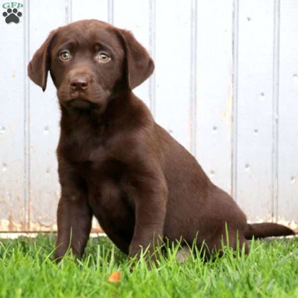Audrey, Chocolate Labrador Retriever Puppy