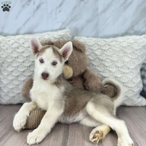Hailey, Siberian Husky Puppy