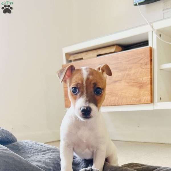 ABE, Jack Russell Terrier Puppy
