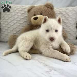 Dan, Siberian Husky Puppy