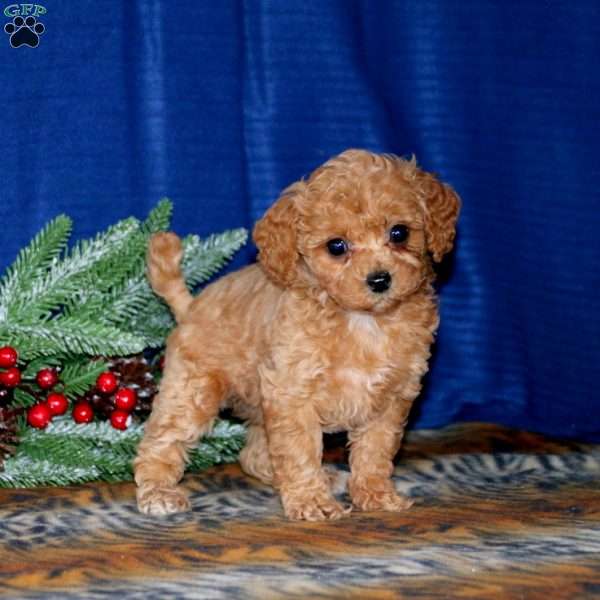 Bailey, Toy Poodle Puppy