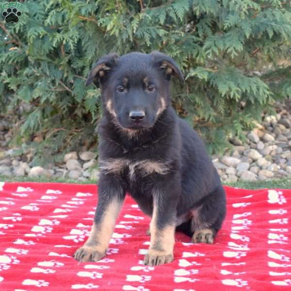 Barkley, German Shepherd Puppy