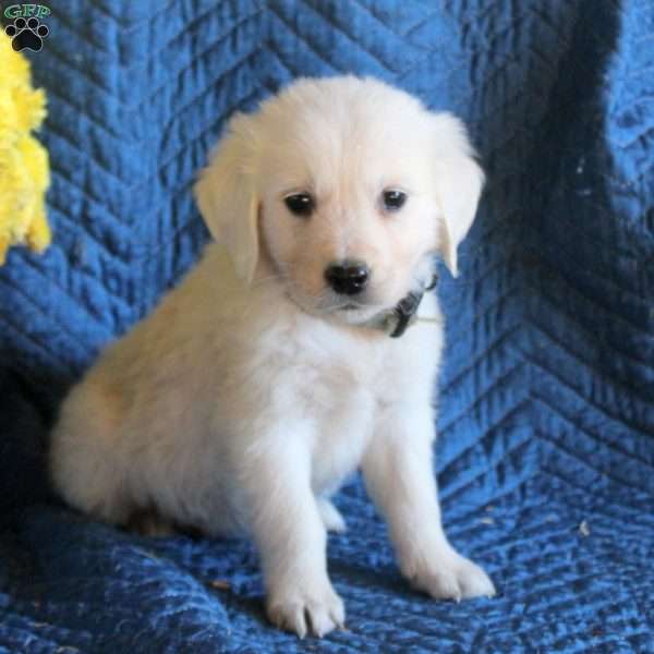 Barney, English Cream Golden Retriever Puppy