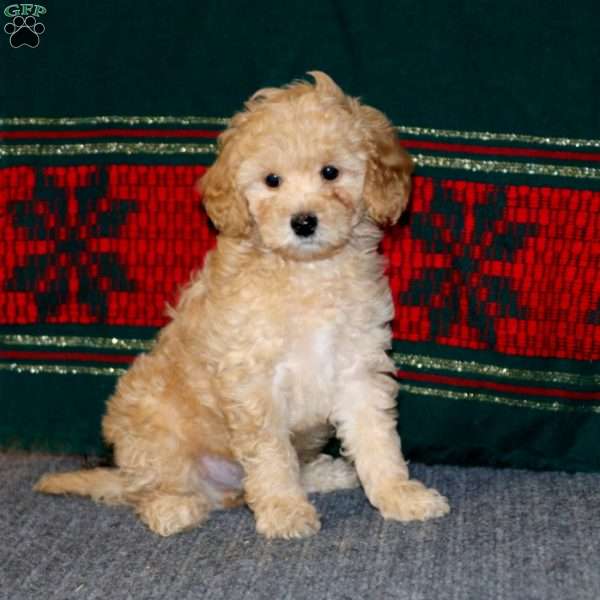 Bear, Toy Poodle Puppy