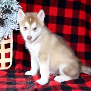 Benny, Alaskan Malamute Puppy