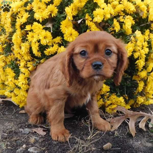 Rayne, Cavalier King Charles Spaniel Puppy