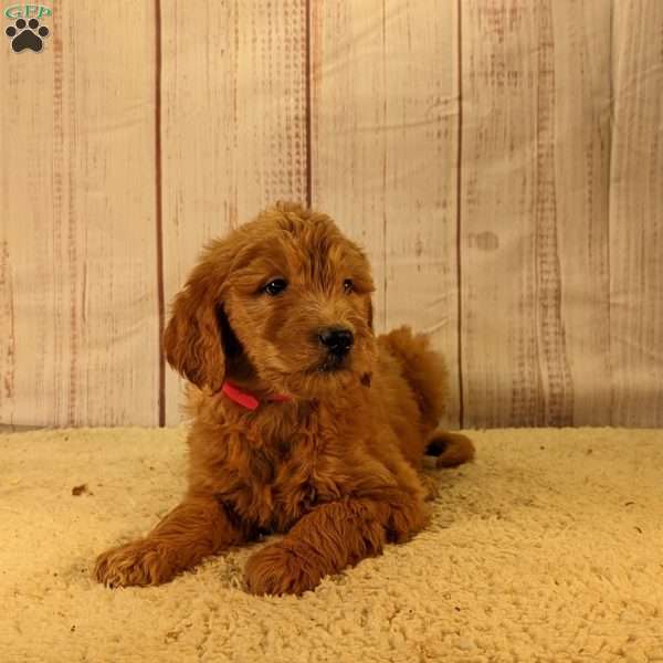 Betty, Goldendoodle Puppy
