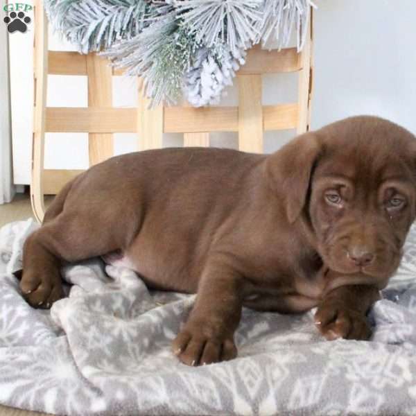 Betty, Chocolate Labrador Retriever Puppy