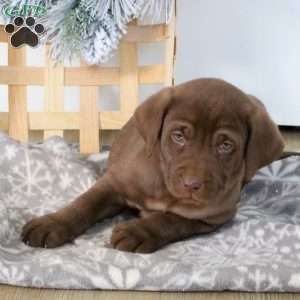 Betty, Chocolate Labrador Retriever Puppy
