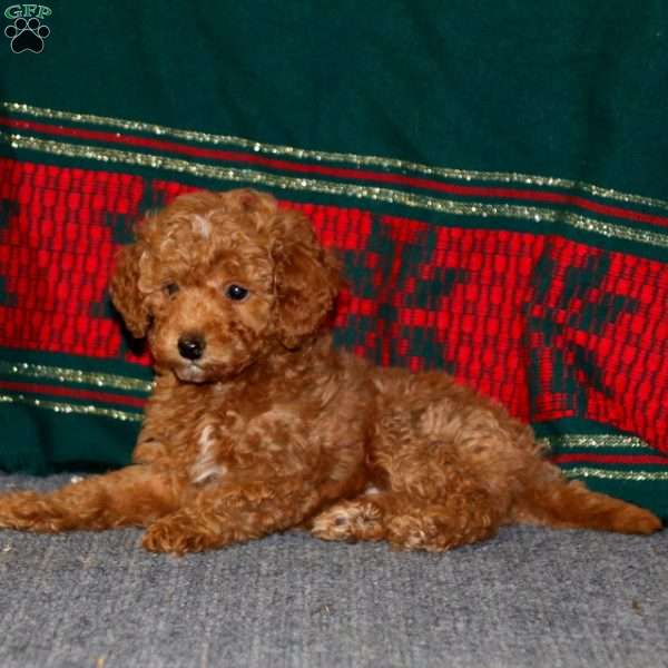 Blake, Toy Poodle Puppy