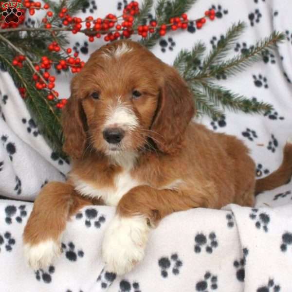 Blossom, Goldendoodle Puppy