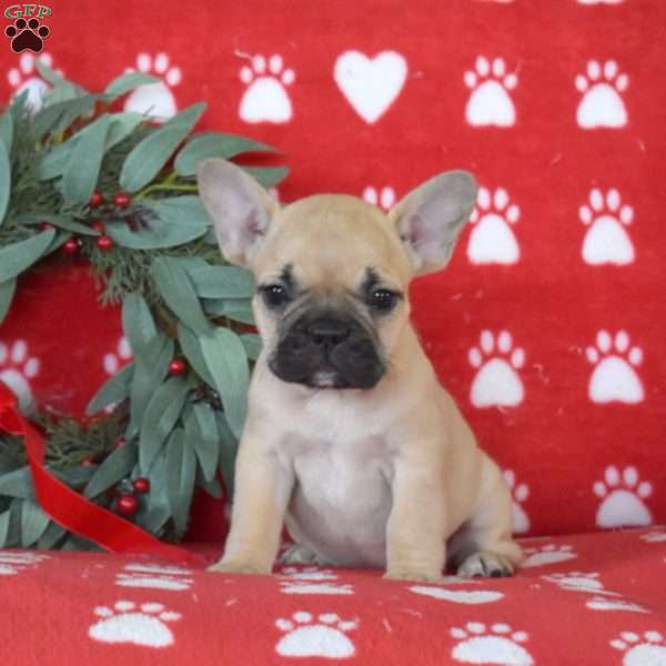 Bonnie, French Bulldog Puppy