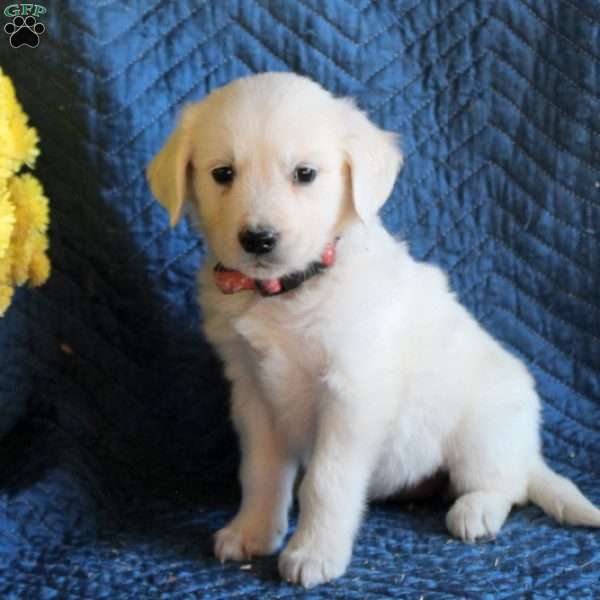 Bonnie, English Cream Golden Retriever Puppy