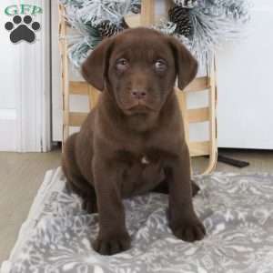 Brenda, Chocolate Labrador Retriever Puppy