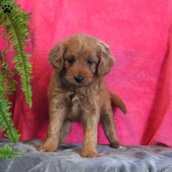 Brinlee, Mini Goldendoodle Puppy