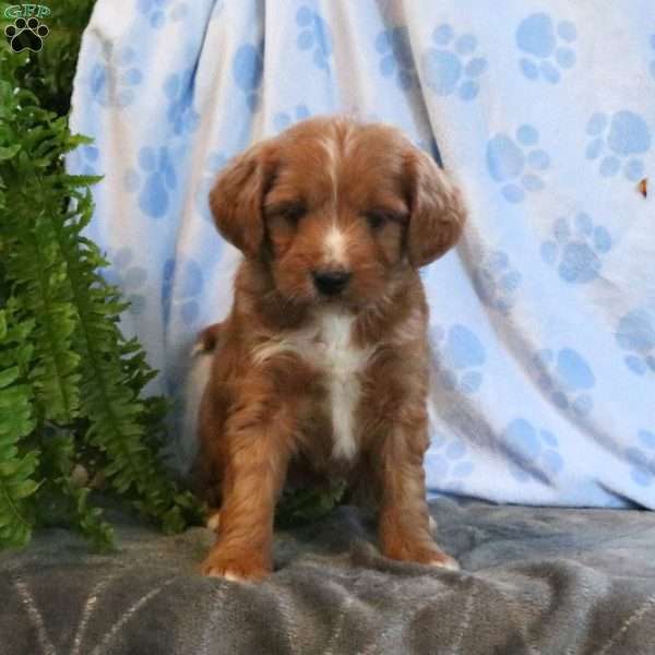 Brody, Mini Goldendoodle Puppy