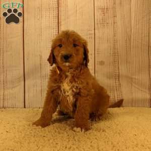 Bruno, Goldendoodle Puppy