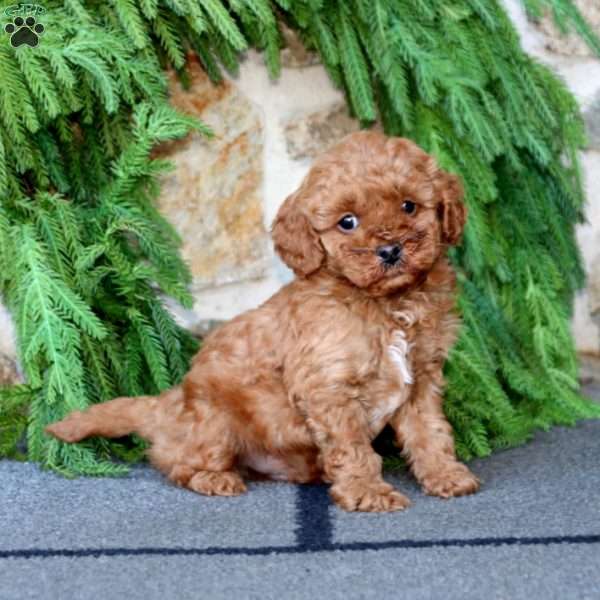 Bruno, Miniature Poodle Puppy