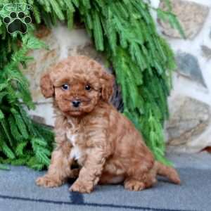 Bruno, Miniature Poodle Puppy