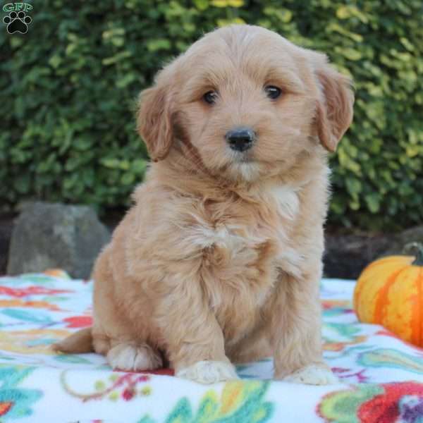 Brynn, Mini Goldendoodle Puppy