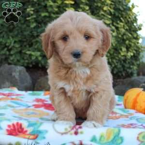 Brynn, Mini Goldendoodle Puppy