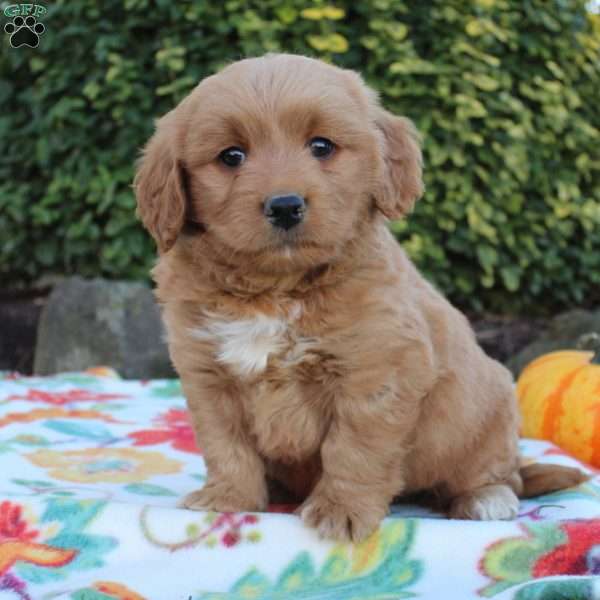 Buster, Mini Goldendoodle Puppy