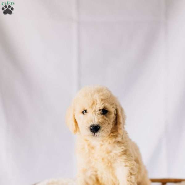 Finn, Labradoodle Puppy