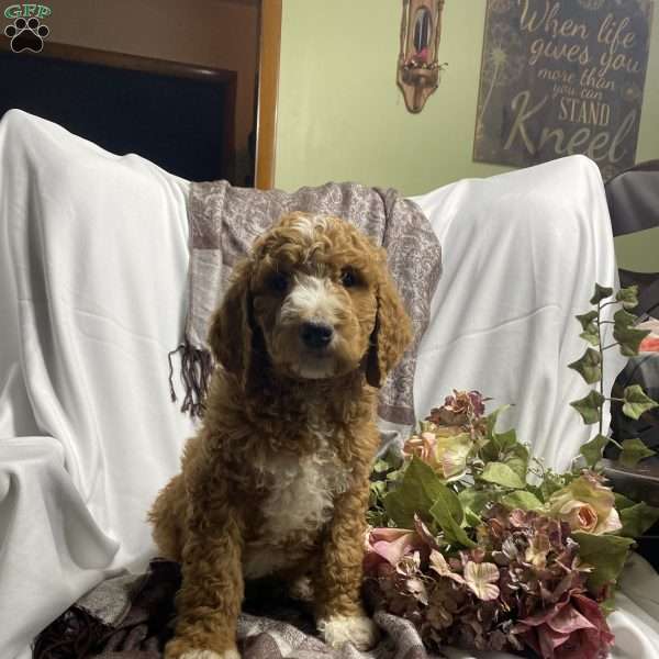 Teddy, Goldendoodle Puppy