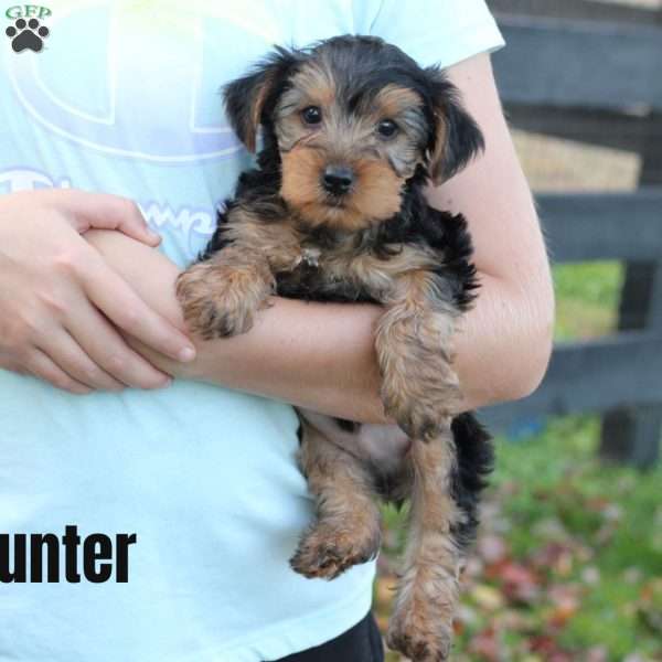 Hunter, Yorkie Puppy