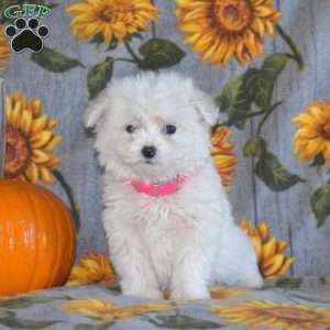 Callie, Eskipoo Puppy