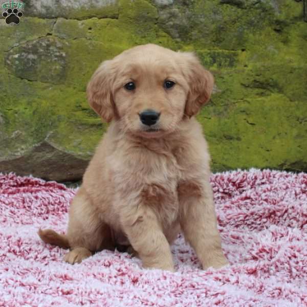 Cami, Golden Retriever Puppy