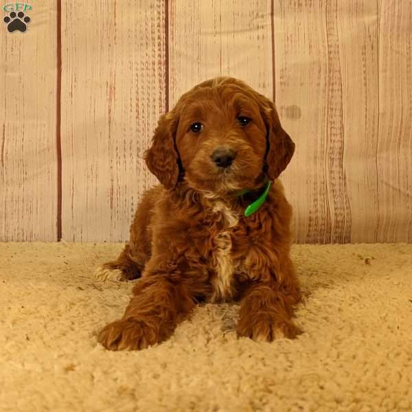 Candy F1B, Goldendoodle Puppy