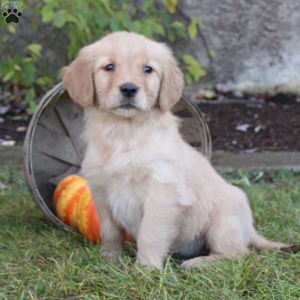 Carmel, Golden Retriever Puppy