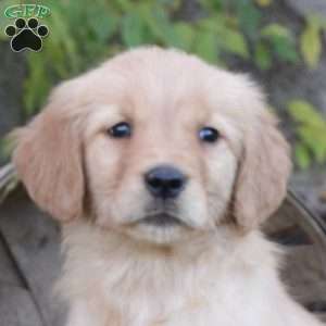 Carmel, Golden Retriever Puppy