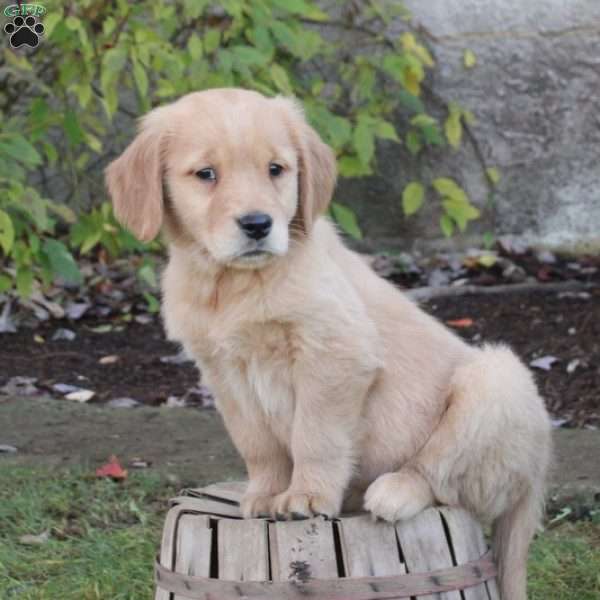 Casey, Golden Retriever Puppy