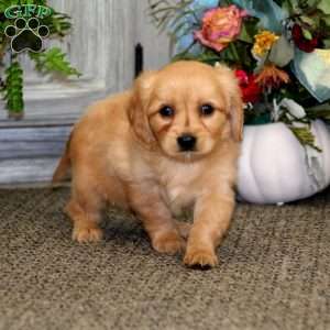 Cayson, Miniature Golden Retriever Puppy