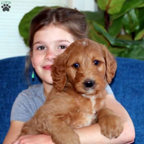 Cayson, Goldendoodle Puppy