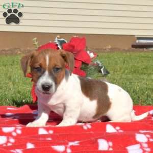 Cedar, Jack Russell Terrier Puppy