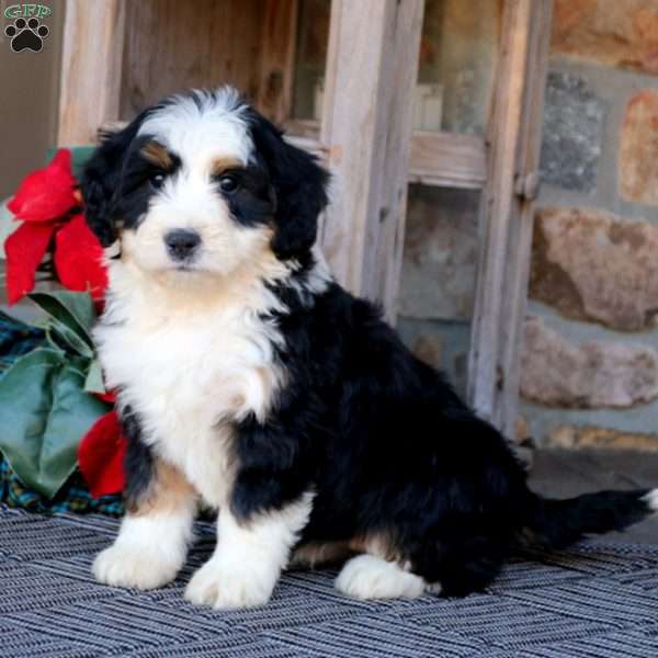 Charity, Mini Bernedoodle Puppy