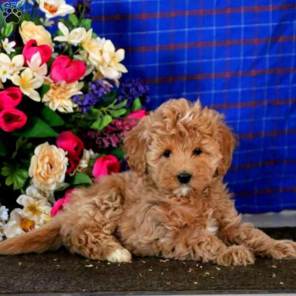 Charity, Mini Goldendoodle Puppy